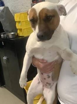 Mixed Breed Dogs Available for Adoption - Sylvie | PetCurious