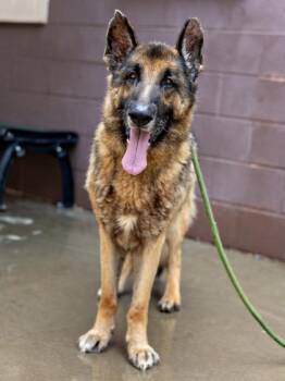 Gramps -  Mixed Breed Dog for Adoption in Chamblee, Georgia - Gramps | PetCurious