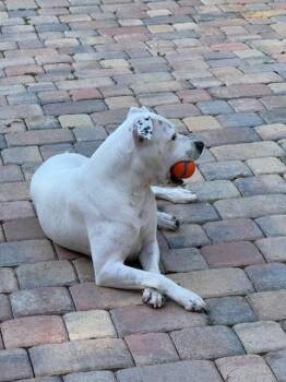 American Staffordshire Terrier Dogs Available for Adoption - Nova | PetCurious