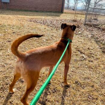 Belgian Shepherd Malinois and Rhodesian Ridgeback Dogs Available for Adoption - Tully | PetCurious