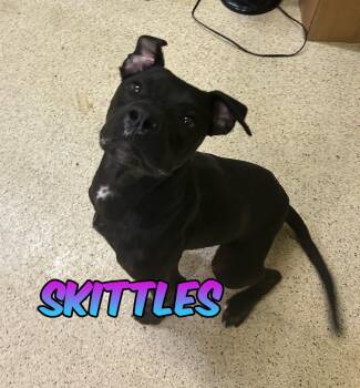 Skittles -  Labrador Retriever Dog for Adoption in Muncie, Indiana - Skittles | PetCurious