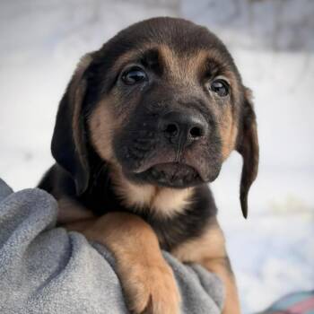 Hound Dogs Available for Adoption - CT Magnum Avail Feb 21 (Tractor Supply- Putnam, CT) | PetCurious