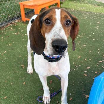 Jack -  Treeing Walker Coonhound Dog for Adoption in Port Richey, Florida - Jack | PetCurious