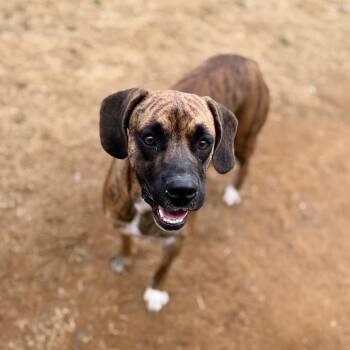 Mixed Breed Dogs Available for Adoption in Corinth, Mississippi - Lexi | PetCurious