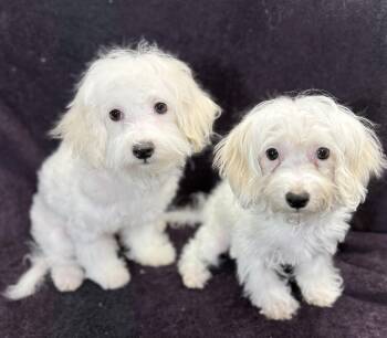 Benson -  Maltese and Poodle Dog for Adoption in Wheaton, Illinois - Benson | PetCurious