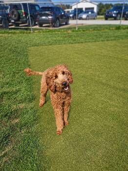 Poodle Dogs Available for Adoption in Wooster, Ohio - HOPS  | PetCurious
