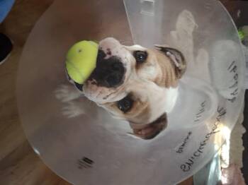 Rescue English Bulldog and French Bulldog Dogs for Adoption in Tucson, Arizona - Snickerdoodle | PetCurious