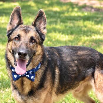 MARCUS GS -  German Shepherd Dog Dog for Adoption in Lucas, Texas - MARCUS GS | PetCurious
