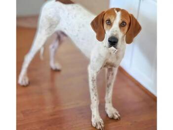 Luka (AL) -  English Coonhound Dog for Adoption - Luka (AL) | PetCurious