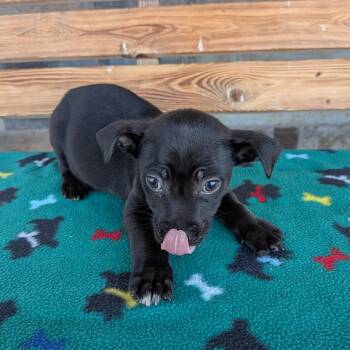 Boots -  Chihuahua and Terrier Dog for Adoption in St. Augustine, Florida - Boots | PetCurious