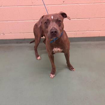 Cupcake -  Mixed Breed Dog for Adoption in Memphis, Tennessee - Cupcake | PetCurious