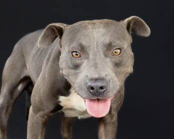 Rescue Pit Bull Terrier Dogs for Adoption in Ocean Springs, Mississippi - OutKast | PetCurious