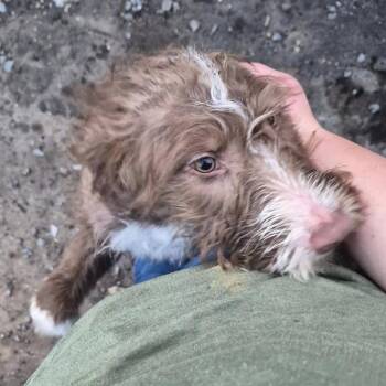 Poodle and Schnauzer Dogs Available for Adoption in Oklahoma City, Oklahoma - Ember C-34201 | PetCurious