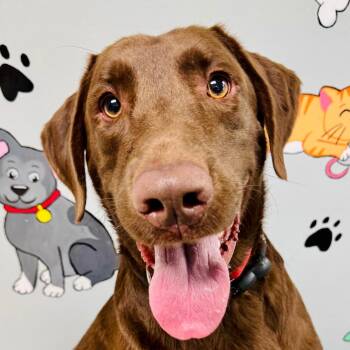 Charlie Brown -  Labrador Retriever Dog for Adoption in Lebanon, Missouri - Charlie Brown | PetCurious
