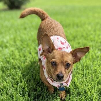 Muffin -  Chihuahua and Dachshund Dog for Adoption in Las Vegas, Nevada - Muffin | PetCurious