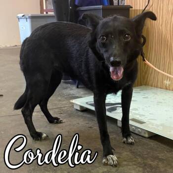 Cordelia -  Mixed Breed Dog for Adoption in Hillsboro, Ohio - Cordelia | PetCurious