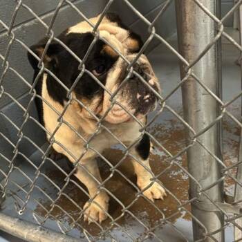 Dawg -  Mixed Breed Dog for Adoption in Gadsden, Alabama - Dawg | PetCurious