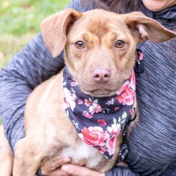 Rescue Mountain Cur and Feist Dogs for Adoption in West Grove, Pennsylvania - Belle  (Female)    Avail  11/1 | PetCurious