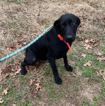 Rescue Black Labrador Retriever Dogs for Adoption in Spring, Texas - Grace | PetCurious