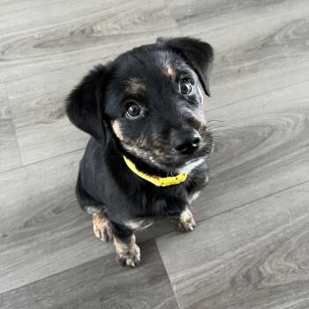 Mixed Breed Dogs Available for Adoption - Topaz | PetCurious