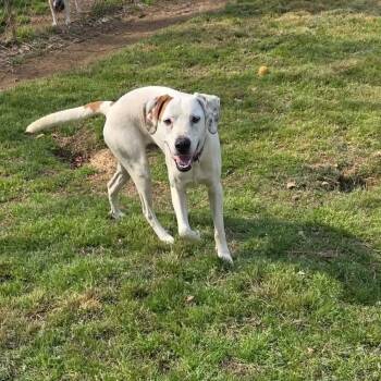 Treeing Walker Coonhound Dogs Available for Adoption in Zimmerman, Minnesota - Scout | PetCurious
