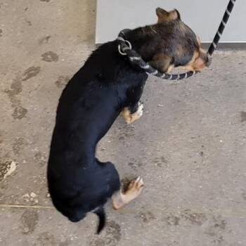 Jade -  Mixed Breed Dog for Adoption in Las Cruces, New Mexico - Jade | PetCurious