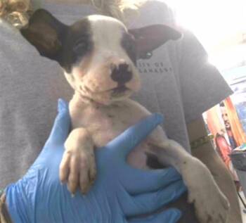 ZACK -  Staffordshire Bull Terrier and Mixed Breed Dog for Adoption in Tallahassee, Florida - ZACK | PetCurious