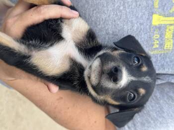 Bruiser -  Beagle and German Shepherd Dog Dog for Adoption in Los Angeles, California - Bruiser | PetCurious
