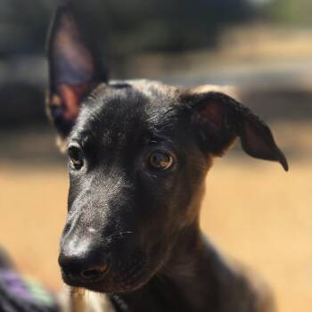 Huckleberry -  Mixed Breed Dog for Adoption in Sonoma, California - Huckleberry | PetCurious