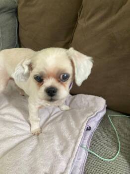 Rescue Pekingese Dogs for Adoption in Tamarac, Florida - Sweetie | PetCurious