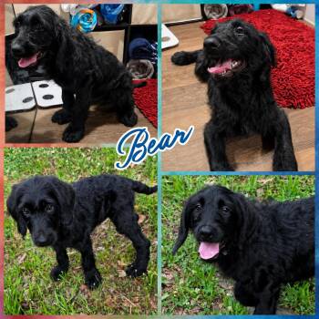Goldendoodle Dogs Available for Adoption in Blacksburg, South Carolina - Bear | PetCurious