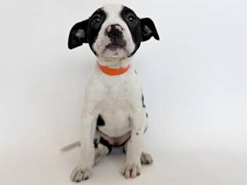 Terrier Dogs Available for Adoption - ASH | PetCurious