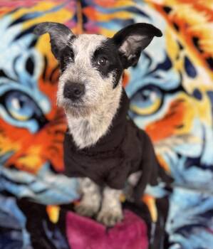 Rescue Australian Cattle Dog Blue Heeler and Dachshund Dogs for Adoption in Hesperia, California - Gru | PetCurious