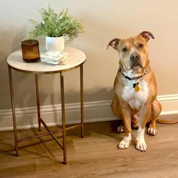 Bruno -  Mixed Breed and Pit Bull Terrier Dog for Adoption in Austin, Texas - Bruno | PetCurious