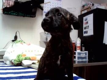 Terrier and Mixed Breed Dogs Available for Adoption in Martinez, California - HUGO | PetCurious