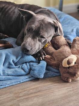 Staffordshire Bull Terrier Dogs Available for Adoption - Paparazzi | PetCurious