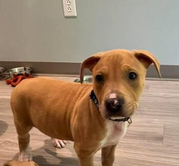 Rye -  Labrador Retriever Dog Available for Adoption in New Bern, North Carolina - Rye | PetCurious