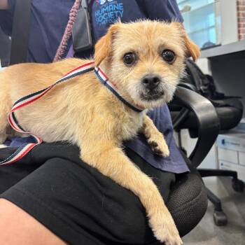 LVH-Stray-14378 -  Mixed Breed Dog for Adoption in Allentown, Pennsylvania - LVH-Stray-14378 | PetCurious