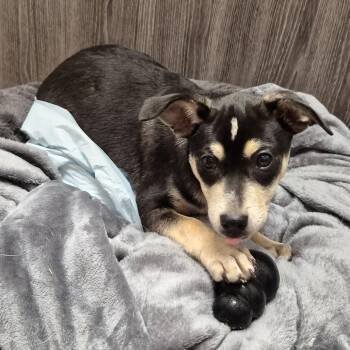 Oscar -  Black Labrador Retriever and Mixed Breed Dog for Adoption in Chattanooga, Tennessee - Oscar | PetCurious