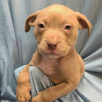 Monroe -  Mixed Breed Dog for Adoption in Dekalb, Illinois - Monroe | PetCurious