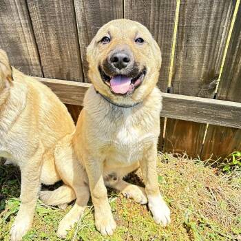 Apollo -  Great Pyrenees and Shepherd Dog for Adoption in Huntsville, Alabama - Apollo | PetCurious