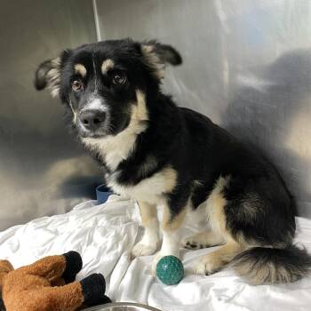 Biscuit -  Cardigan Welsh Corgi and Mixed Breed Dog for Adoption in Philadelphia, Pennsylvania - Biscuit | PetCurious