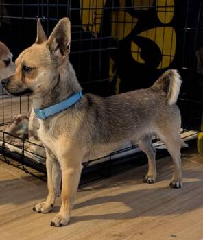 Chihuahua Dogs Available for Adoption - Jimmy | PetCurious
