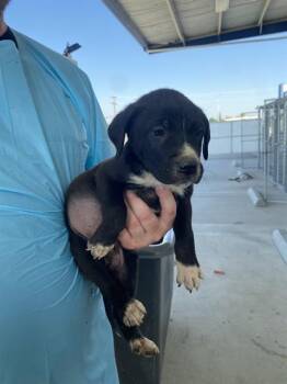 Shepherd Dogs Available for Adoption in Thousand Oaks, California - Dean - LONGTIME RESIDENT | PetCurious
