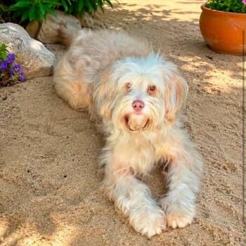 MARLEY -  Terrier Dog for Adoption in Graham, Washington - MARLEY | PetCurious