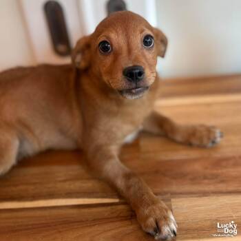 Chihuahua Dogs Available for Adoption - Pope | PetCurious