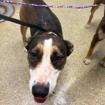 Shelby -  Shepherd and Husky Dog for Adoption in San Gabriel, California - Shelby | PetCurious