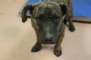 Mixed Breed Dogs Available for Adoption - HAILEY | PetCurious