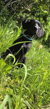 Labrador Retriever and Weimaraner Dogs Available for Adoption in Germantown, Ohio - Ozzy | PetCurious