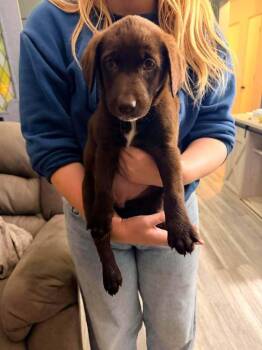 Louise -  Labrador Retriever and Shepherd Dog for Adoption in West Peoria, Illinois - Louise | PetCurious